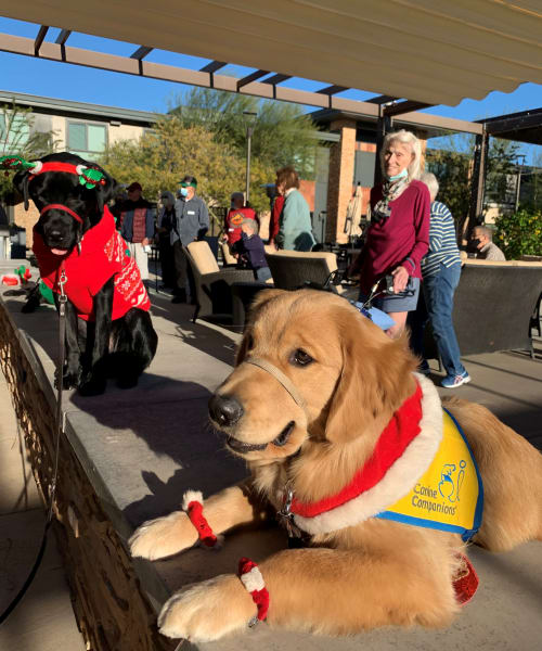 Anthem (AZ) residents enjoyed some company with furry friends.