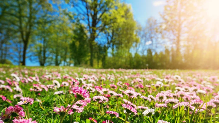 Easy Tricks to Keep Spring Allergies at Bay