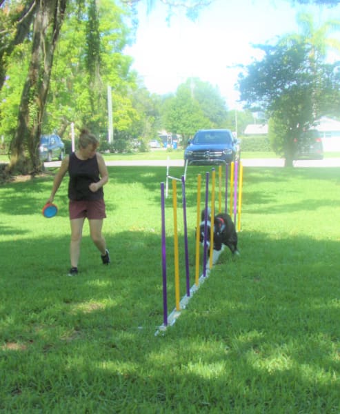 A collie runs through an obstacle course with its owner running alongside 