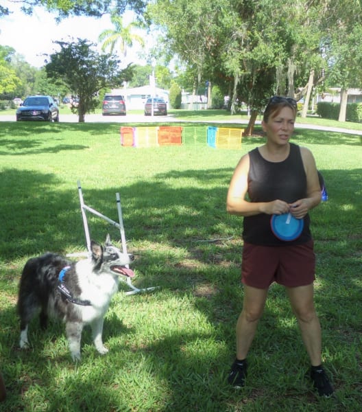 A collie pants in the grass looking up at its owner who is speaking