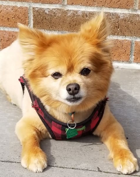 Small dog lays on concrete in the sun