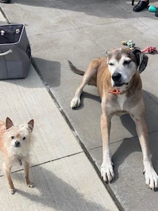 A very small dog stands next to large dog laying down on concrete