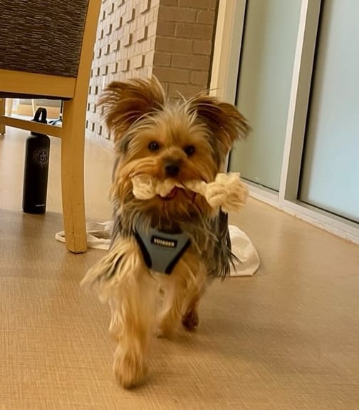 Ballard (WA) enjoyed the company of some adorable furry friends. Pictured: Chief