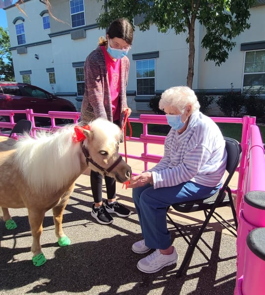 A Georgetown resident sits down and pets one of the mini horses.