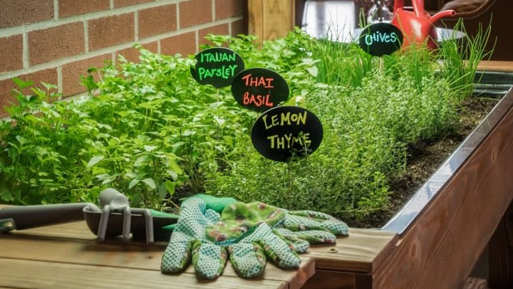 First Culinary Herb Garden Launch