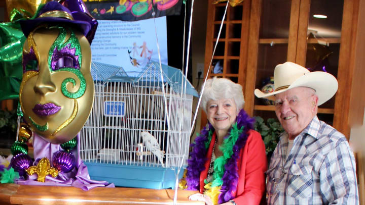 The Story of Bingo the Budgie