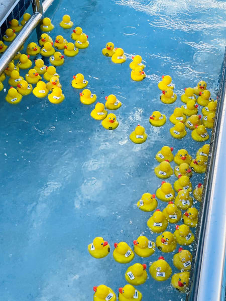 Carolina Park's (SC) rubber ducks racing across the pool.