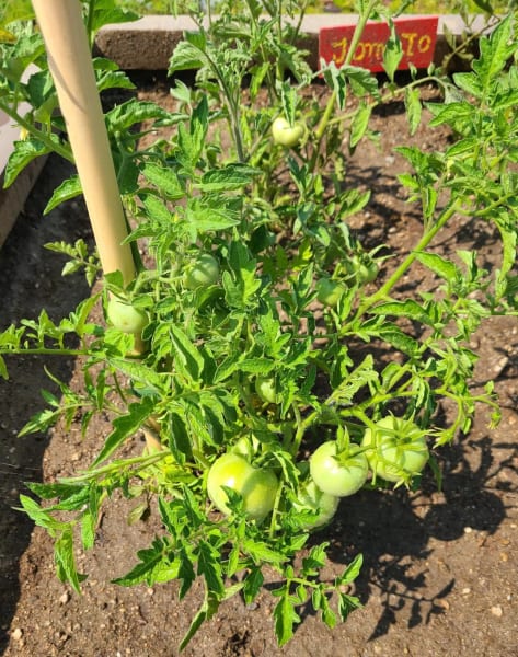 West Covina even grew tomatoes to enjoy.