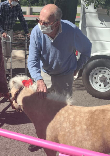 A Georgetown resident pets one of the adorable mini horses.