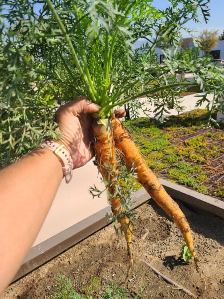 A pair of fresh carrots from the garden!